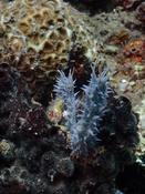 geolliodes fibulata ??