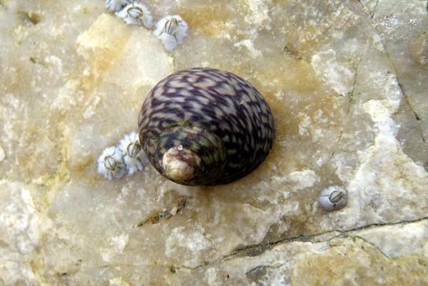 Gibbula cineraria ou pas ?