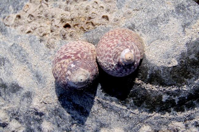 Pour celle là je pencherai pour Gibbula cineraria ?