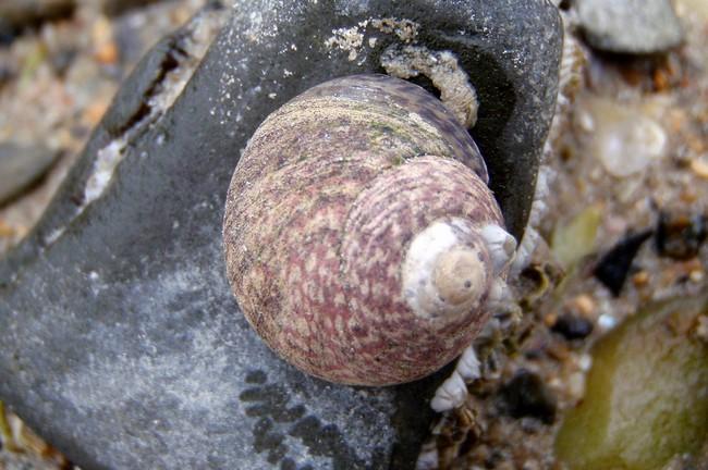 Pour celle là peut être Gibbula cineraria ?