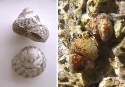 Gibbule à identifier 1