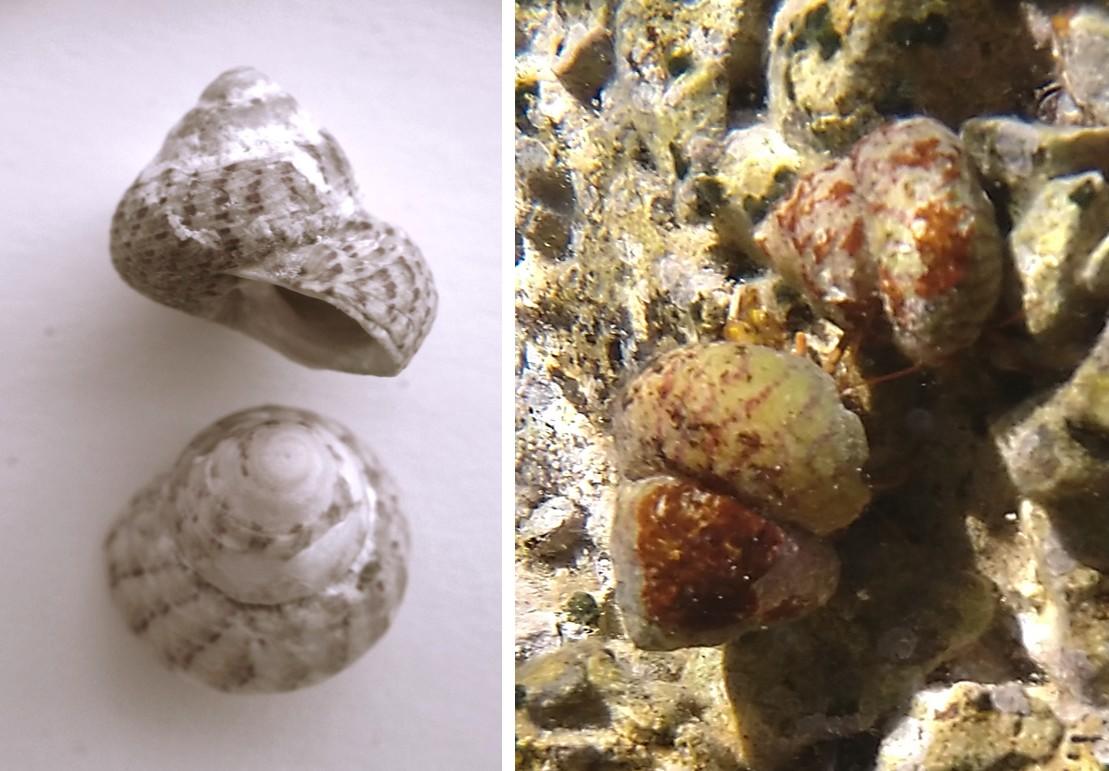 Gibbule à identifier 1