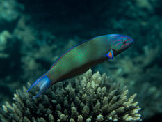 Girelle-paon vert-bleu (Thalassoma lunare) ?