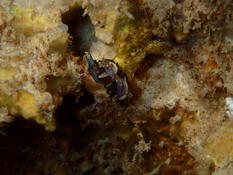 Glossodoris cincta ?