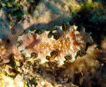 Glossodoris cincta : bonnes et mauvaises nouvelles