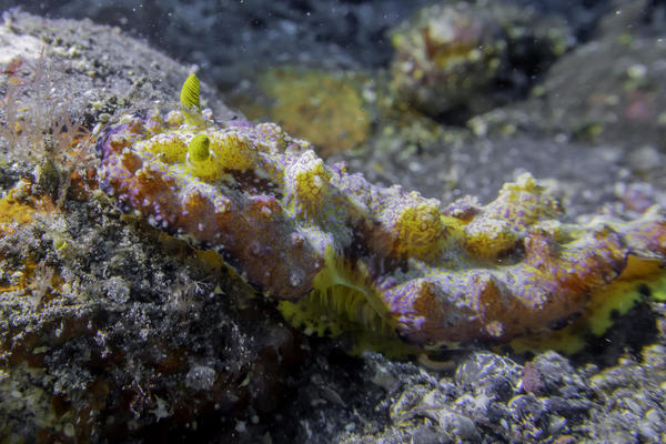 glossodoris ? Goniobranchus?