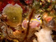 Glossodoris purpurea ???