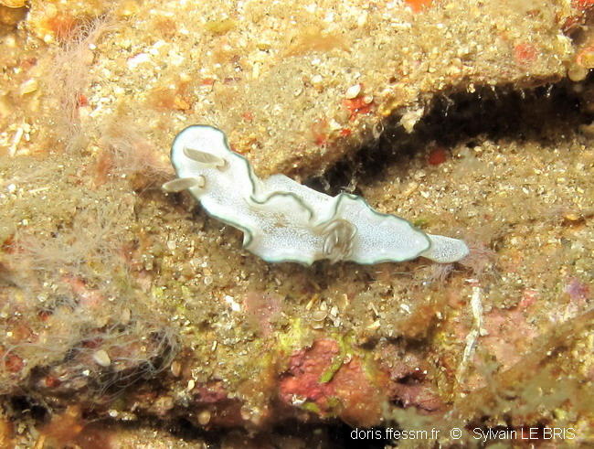 Glossodoris