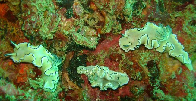 Je ne distingue pas la bande blanche à cote de la noir, de chaque cote du manteau, typique de G. Sibogae, donc j’opterais pour G. Atromarginata, co...