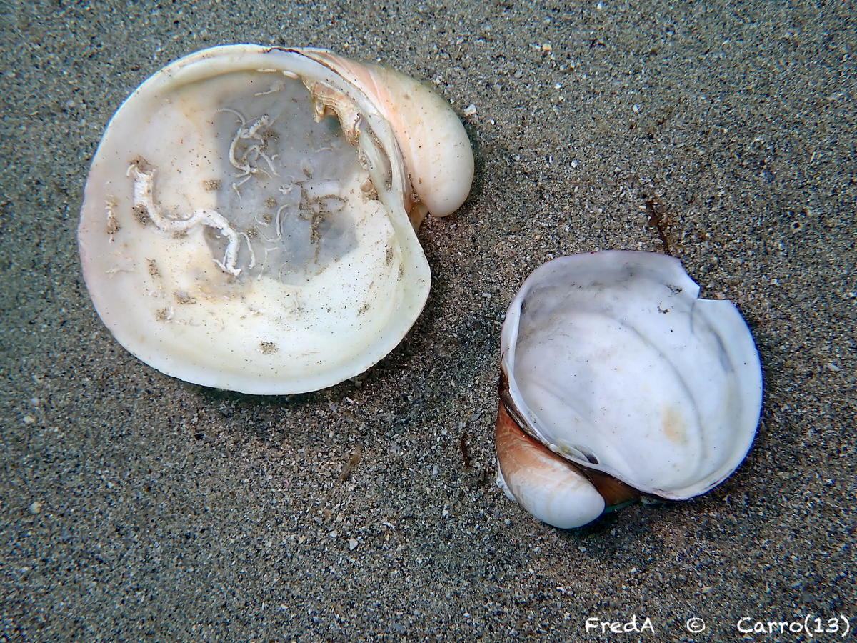 <p>Merci Miroslava, je rajoute une photo de l'interieur des coquilles.</p>