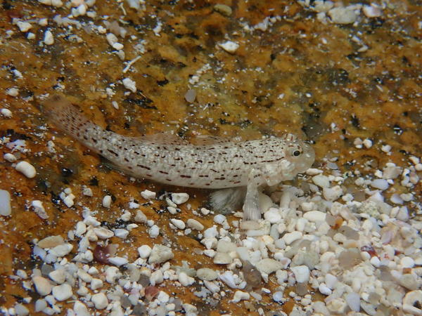 Gobbie des seychelles