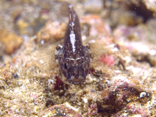 Gobie de Bellotti (Gobius ater) en Corse