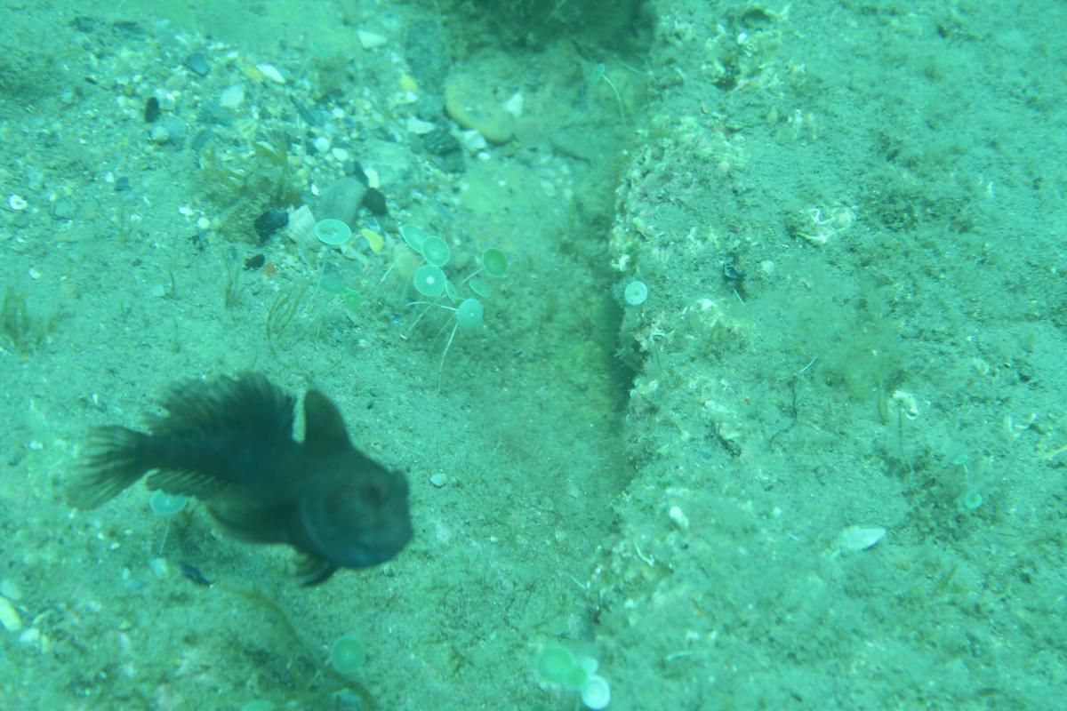 <p>bonjour,</p><p>j'ai une autre photo de ce poisson nageant, effectivement elle n'est pas de bonne qualité, cependant il me semblait voir 2 nageoi...