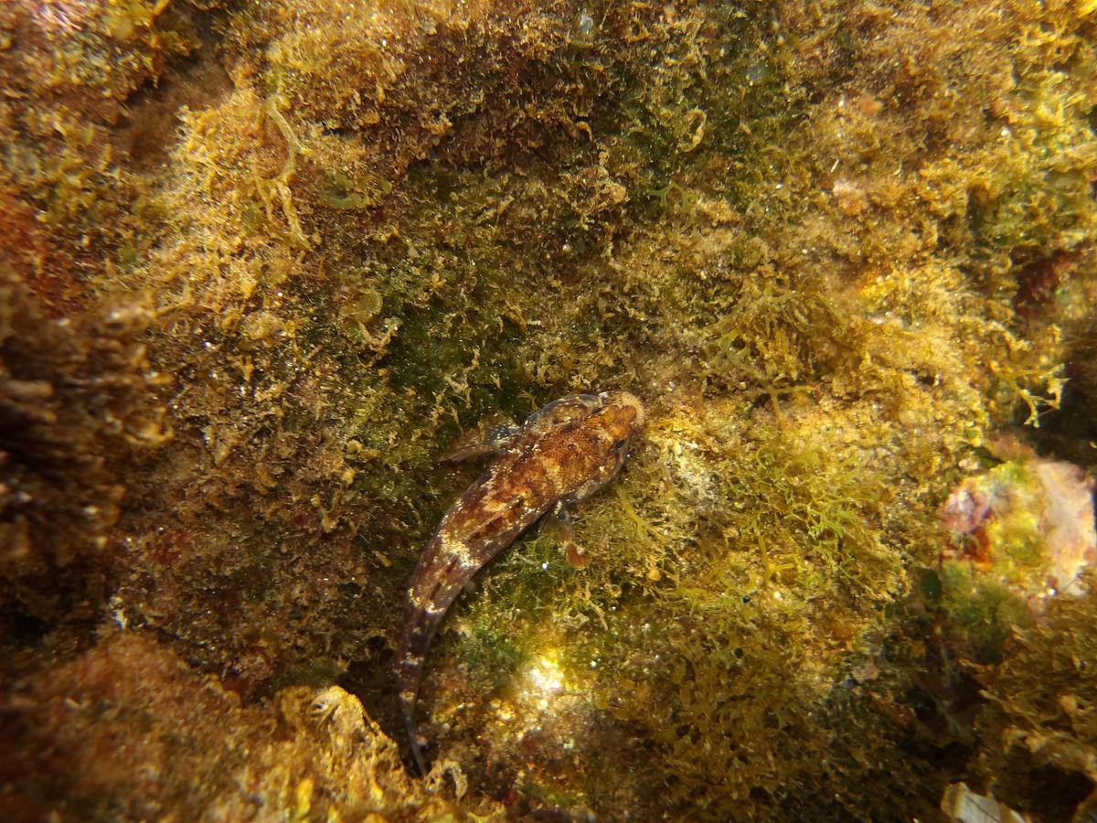 Gobie non identifié 