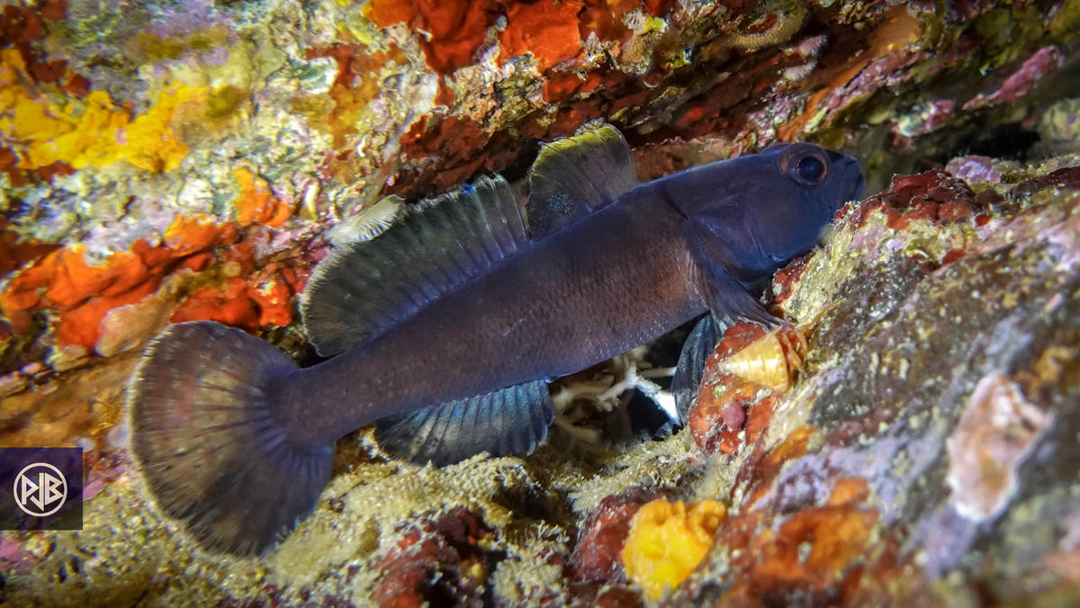 Gobie paganel (Gobius paganellus) ?