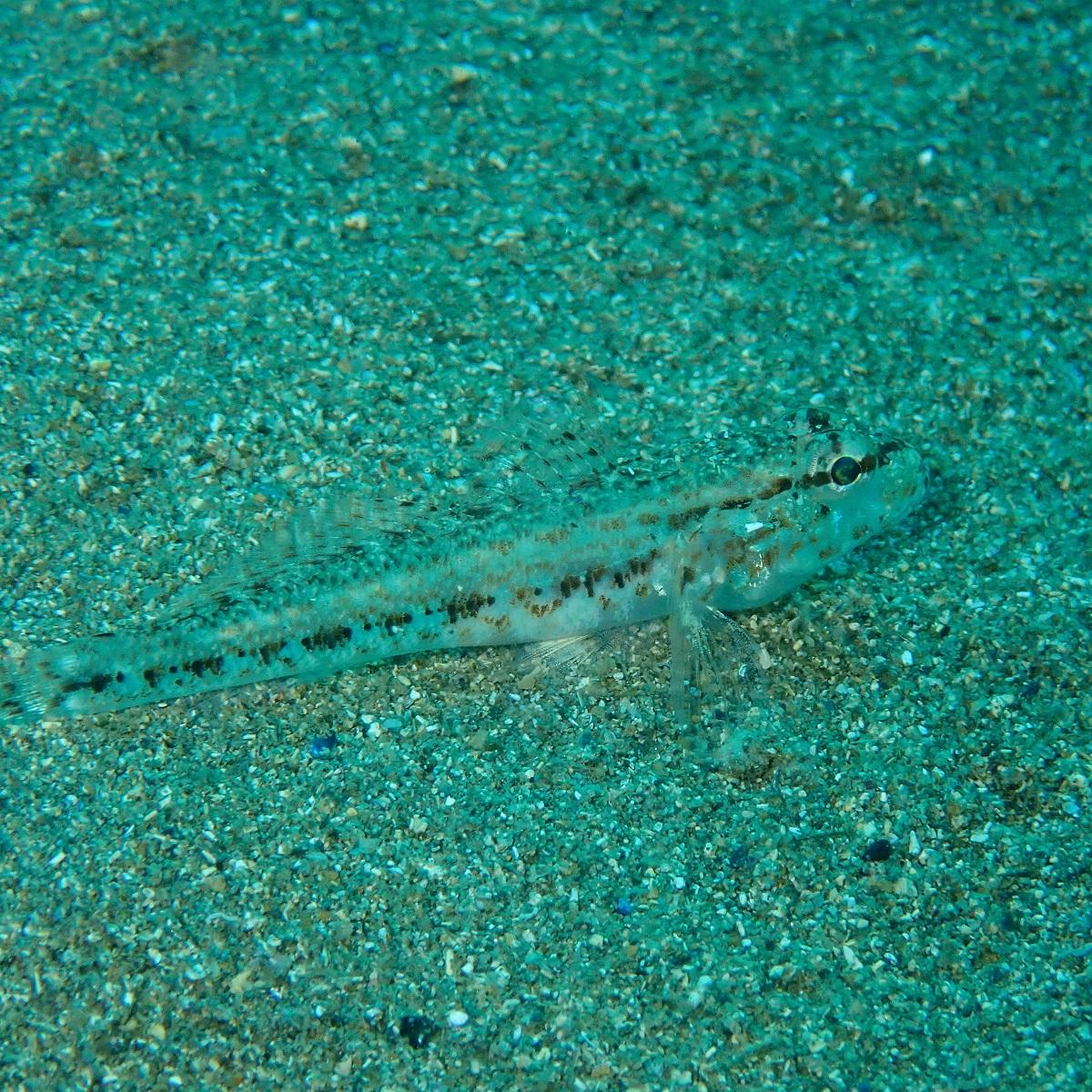 gobie sur du sable