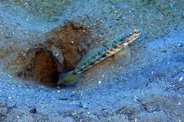 Gobie Vanderhorstia ornatissima ?