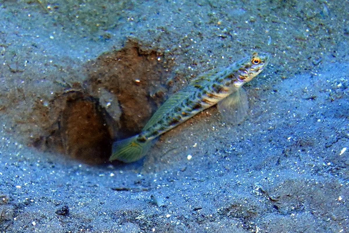 Gobie Vanderhorstia ornatissima ?