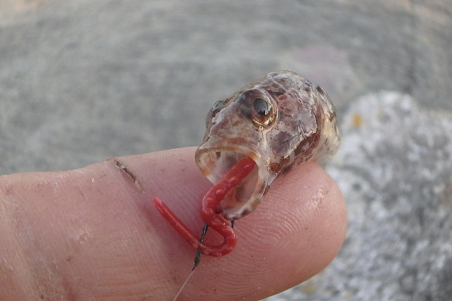 <p>Merci Jacinto, j'y ai pensé mais il n'a pas la bouche rouge, à priori même les jeunes <em>Gobius cruentatus l'ont...</em></p>
