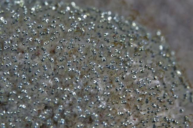 voici le détail de la ponte avec un stade plus avancé des larves.<br /><br />j'avance comme hypothèse : Deltentosteus quadrimaculatus<br />et que c...