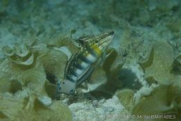 Gobies philippins