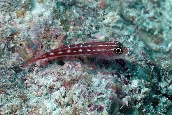 Gobiidae Mayotte