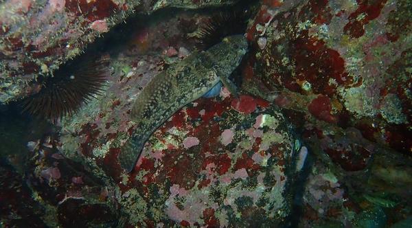 Gobius cobitis?