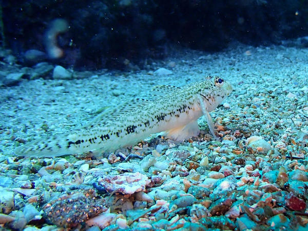 Gobius geniporus ?