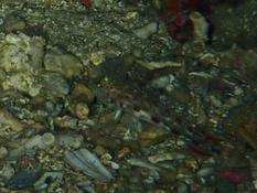 Gobius kolombatovici/Thorogobius macrolepis
