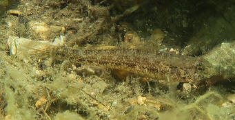 Gobius niger, G. couchi ou autre ? 1/2