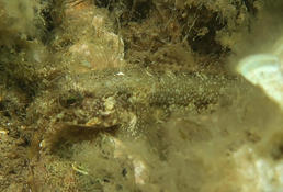 Gobius niger, G. couchi ou autre ? 2/2