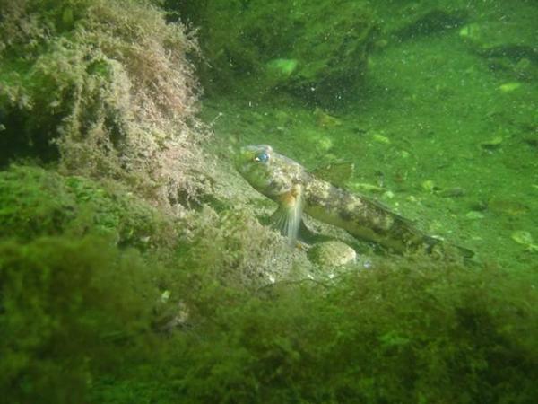 gobius niger