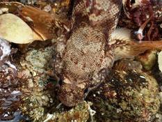 Gobius paganellus ou cobitis