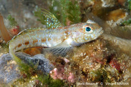 Gobius xoriguer​    