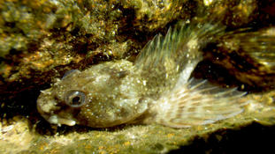 Goby?