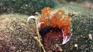 Godiva orange ?