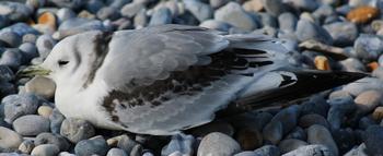 Goéland ou Mouette Estran