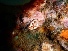 Goniobranchus coi ?