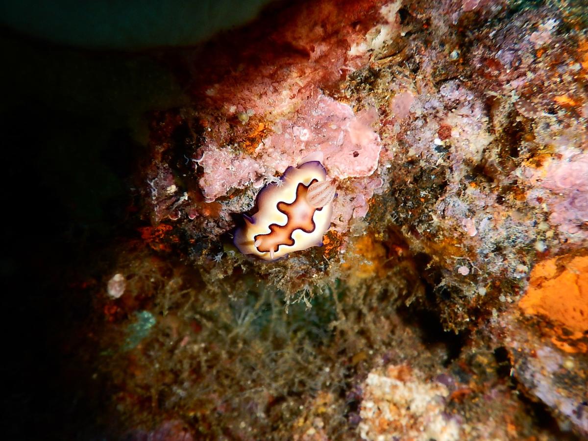 Goniobranchus coi ?