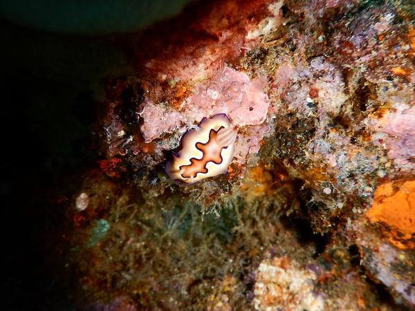 Goniobranchus coi ?