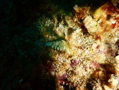 Goniodoris ?