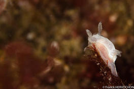 Goniodoris nodosa ?