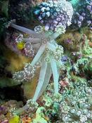 Goniopora ?