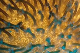 goniopora sp?