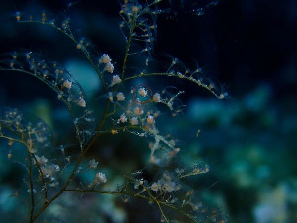 Gonophore mâle d'hydraire ?