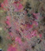 gonophores?