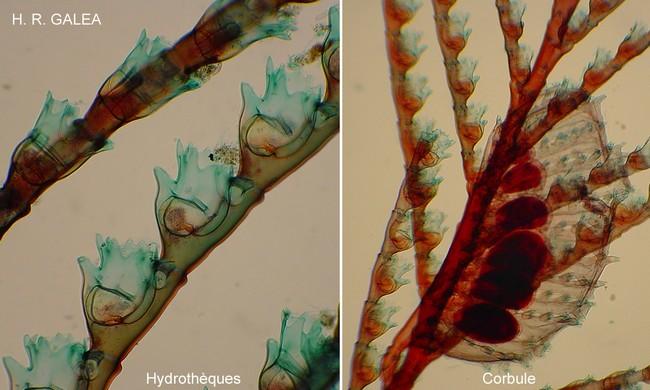 <p>On pourrait rajouter qu'il s'agit à coup quasimment sûr d'Aglaophenia kirchenpaueri. Ci-jointes, 2 photos prises au microscope: l'une montre des...