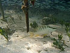 Gorette Guadeloupe