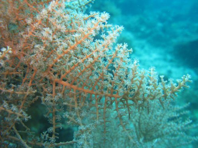 Voici une sort de macro...vu par une perosne qui est doué dans les coraux de cuire (je sais pas le nom en Francais....)