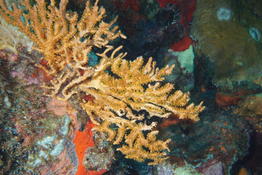 Gorgone à identifier